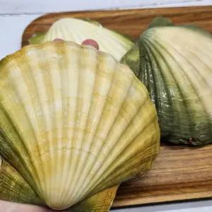 참가리비 초특대 자이언트 가리비 조개구이 찜 대왕가리비