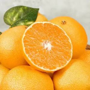 [신선하랑]제주 고당도 못난이 황금향 10kg