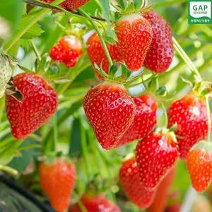 새벽수확 논산 생딸기 350g(한입과)