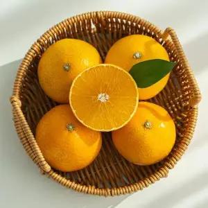 제주 노지 황금향 로얄과 10kg(35-50입)