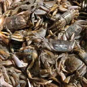 2025 순천만 자연산 칠게 특품 1kg 꽃게 당일수확