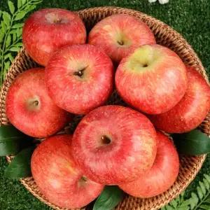 산지직송 경북 사과 부사 A급 가정용 5kg / 중과 / 30과 내외