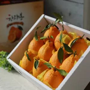 제주 한라봉 3kg 5kg 10kg 가정용 선물세트 명절선물