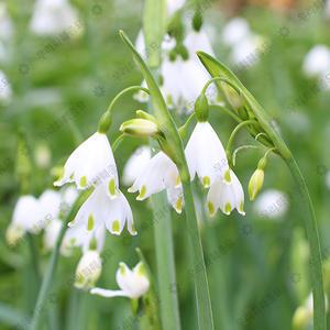 은방울 꽃 수선 레코줌  스노우 플레이크 구근(씨앗)