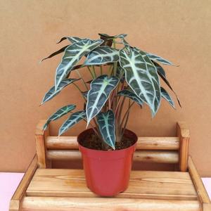 [소나무길] 거북 알로카시아 공기정화 2197