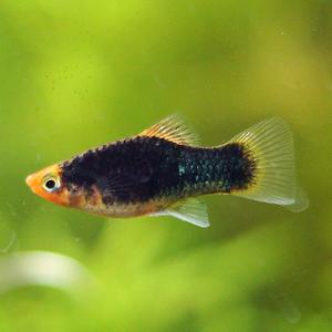 헬멧 플래티 5마리