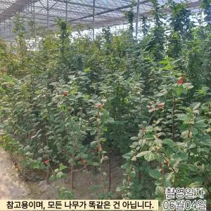 왕앵두나무 묘목 분달이 R3점전후 앵두 결실주 노지월동 정원용 과일나무 (목하원예조경)