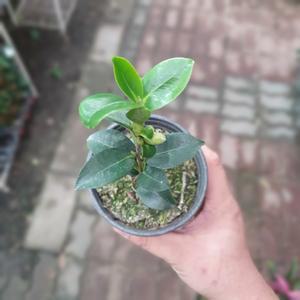 블랙로즈 동백나무 15~30cm 59