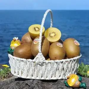 [거북농산]제주하트골드키위 5kg/제주도 제스프리 골드키위 5.7kg 옵션선택