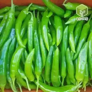 오이고추 특 2kg