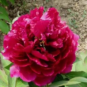 겹목단 ((백원홍화)) 겹꽃목단 나무 묘목 개화주 3지 봄꽃 정원 조경나무 (목하원예조경)