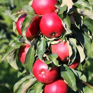 기둥사과나무 기둥사과 묘목 메이의 눈동자 접목1년  특묘