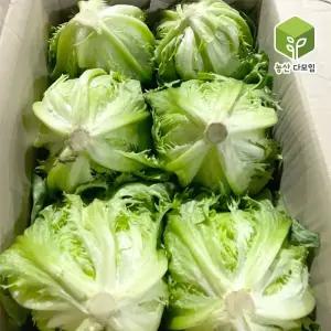 국내산 양상추 벌크 12통 1box