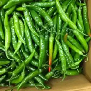 바르다야채 국내산 청양고추(상)  1kg,5kg,10kg