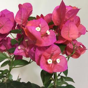 [소나무길] 동남아의 장미 부겐베리아 중형 250 화원 농원