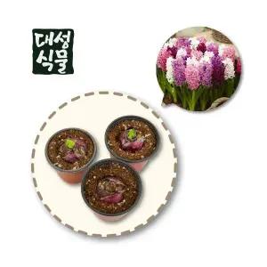 히아신스 구근 3개입 포트 묶음 히야신스 키우기 포트 랜덤 꽃 추식구근 수경재배 대성식물