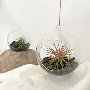 행잉 유리볼 이오난사 화산석 키트 테라리움 인테리어화분