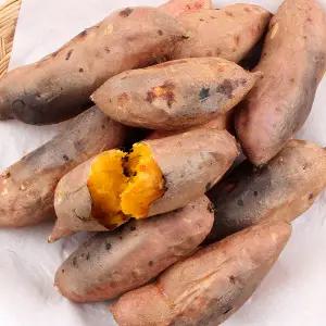 제철진미 안면도 햇 호박고구마 중 5kg (개당 60-100g)