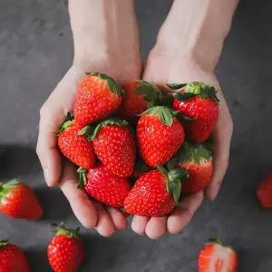 당일수확 새콤달콤 설향 딸기 500g  상 30-42구) 外 사이즈별 중량별