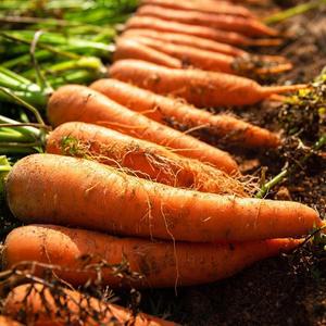 [농협청과33번] 아삭아삭 당근 5kg/특품