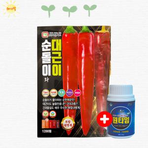 순돌이와대근이1200립 복합 내병계 고품질 대과 큰 순한맛 고추 씨앗 종자