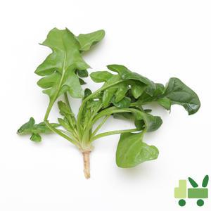 섬초 시금치 (상) 8Kg