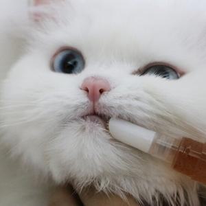 가티가티 강아지 양치펜 덴탈펜 고양이 칫솔 치약