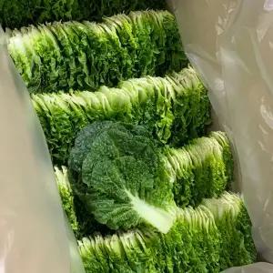 국내산 쌈채소 쌈배추 500g 내외