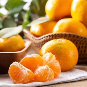 제주 하우스 감귤 1.5kg (소과) 2S