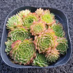 봄의정원 브라우니 바위솔