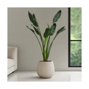 극락조 스톤코쿤 개업화분 실내공기정화식물 인테리어식물 개업선물 개업식화분 실내화초