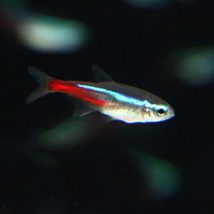 [M] 네온 테트라 5마리