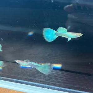 [리뉴얼 이벤트 달이네 수족관] 알비노 스카이블루