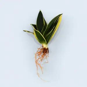 산세베리아 하니 세척 모종 소형 수경재배 식물 키우기쉬운 인테리어 실내공기정화 식물