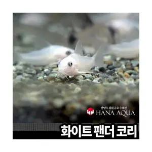 화이트 팬더 코리 (3마리)