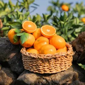 고당도 제주 효돈 감귤 5kg 가정용