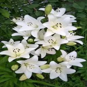 백합 리치몬드 15센치분 2개