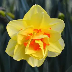 구근 수선화 타이티(더블종) 1구