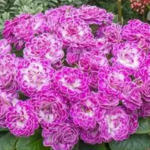 발레리나 앵초 캔디프로스트 모종 노지월동 다년생 정원 야생화 관엽식물 B05