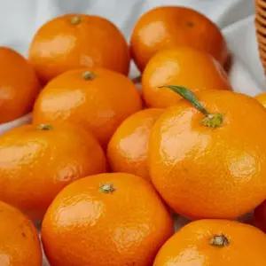 제주산 타이벡감귤 4.5kg 꼬마소과 새콤달콤한 맛있는 타이백 감귤