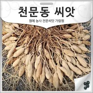 천문동 씨앗 천문동씨 종자 아스파라거스 약초 100알