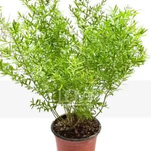 스프렌게리 아스파라거스 실내원예 절화식물 식물키우기 인테리어