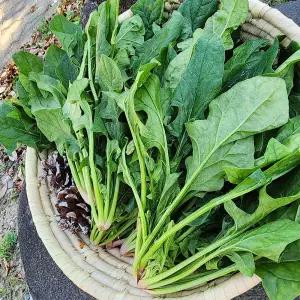 국내산 남해 보물초 해풍 시금치 3kg