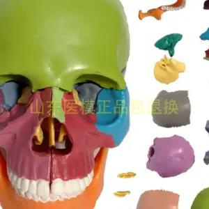 두개골모형 머리뼈 해골 인체 모델 해부학 사람 교구