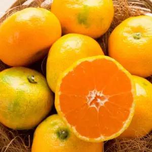 상큼달큰 제주감귤 타이벡 노지 귤 10kg 실속구매