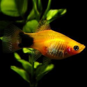 [춘자네수족관]열대어, 옐로우 미키마우스 플레티 [10마리]