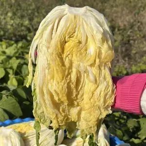 당일에출고 국산 절임 배추 10kg 3-4포기 김장 절인 배추 절임 김장배추 강원도절임배추 충청도절임배추