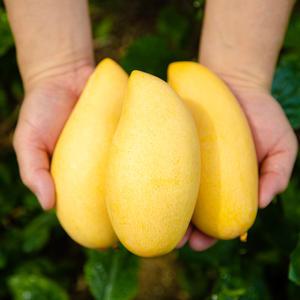 항공수입 태국 골드망고 4kg/5kg 로얄과 크기