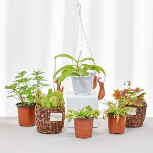 식충식물 벌레잡는식물 모기퇴치 구문초 파리지옥 키우기