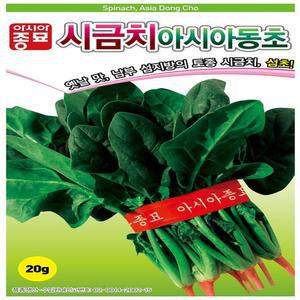 아시아 동초 시금치 씨앗 400g